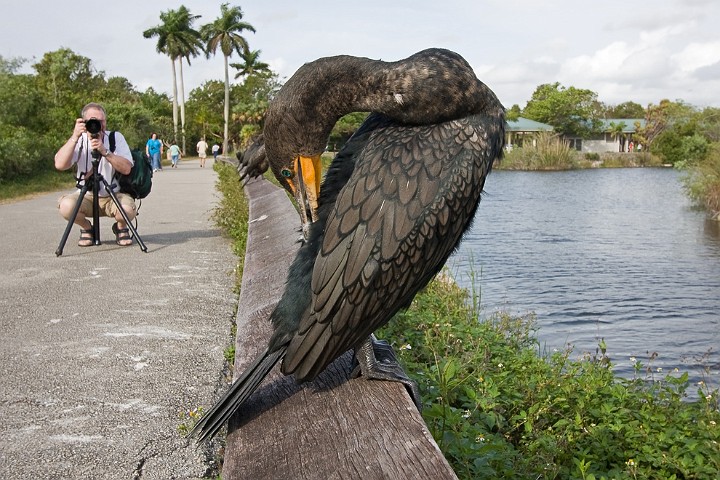 Ohrenscharbe Phalacrocorax auritus Double-Crested Cormorant